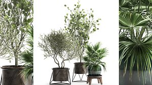 Houseplants in a rust flowerpot for the interior 975 3D model