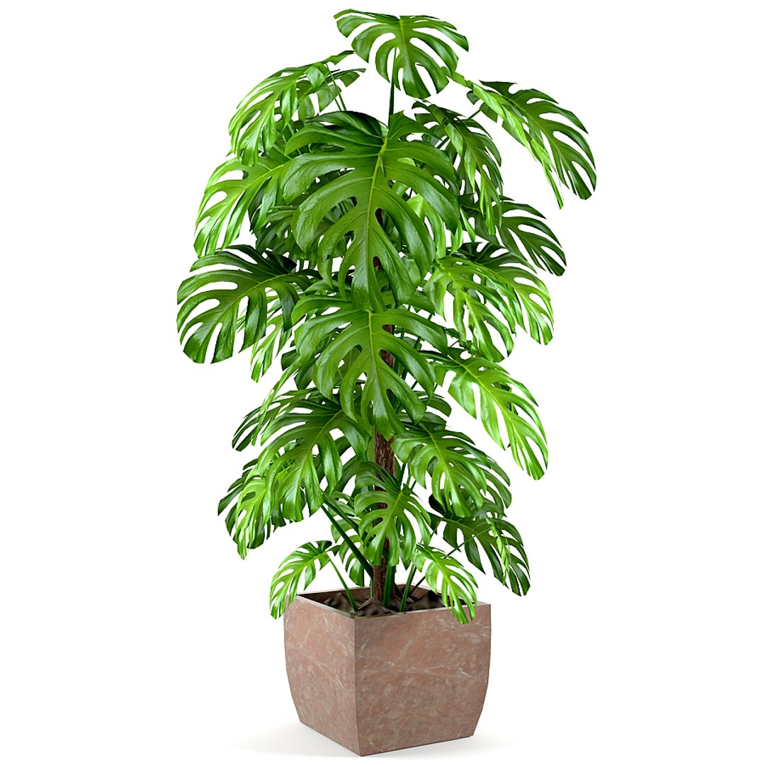 plant monstera 3d model