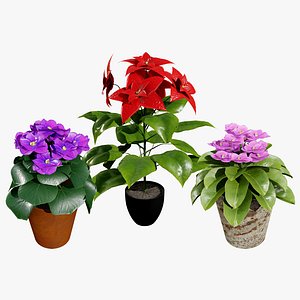 Poinsettia and African Violets in Pots 3D model