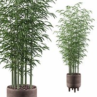 Bamboo in rustical pot