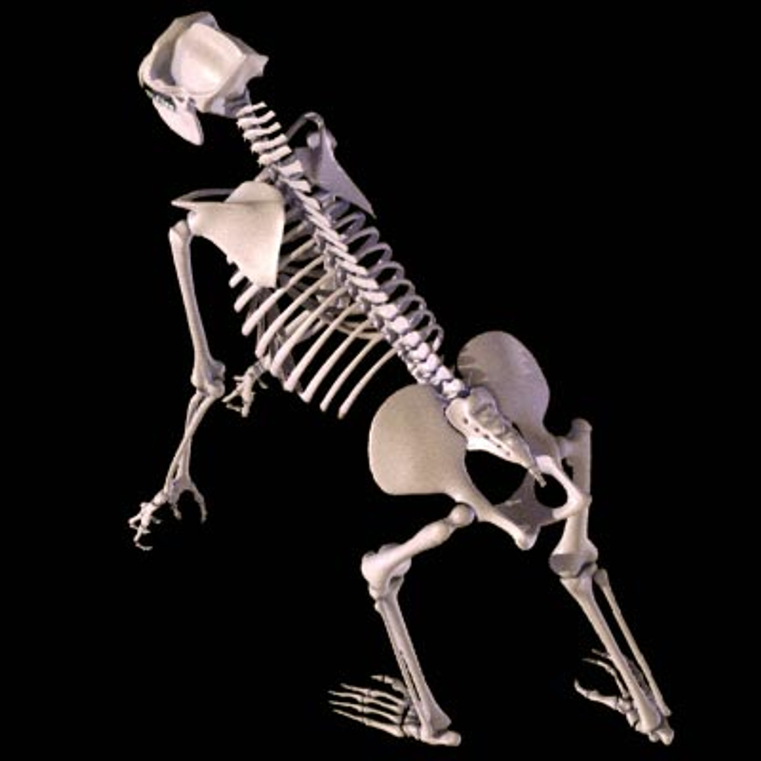 gorilla skeleton obj