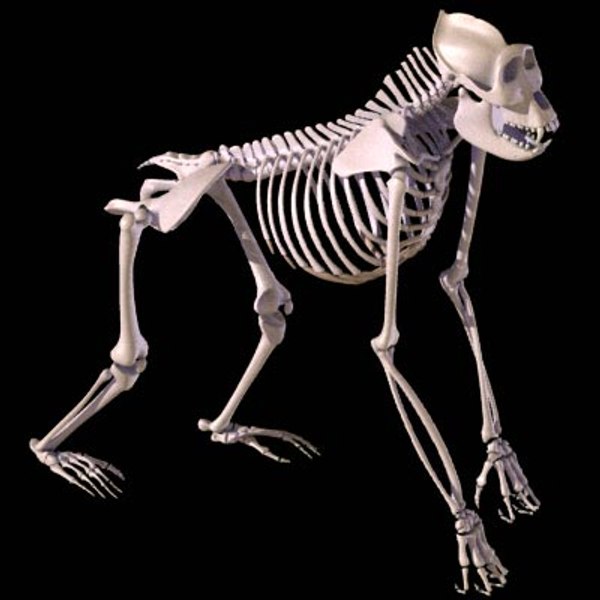 gorilla skeleton obj