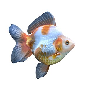 Ryukin Goldfish 3D