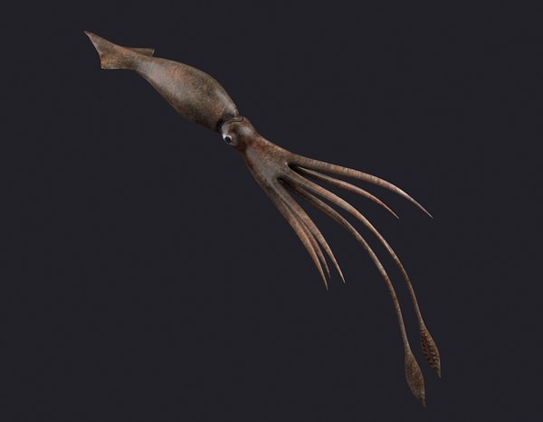 3D Squid Models | TurboSquid