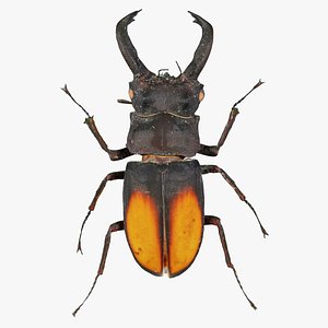 Lucanus Cervus Stag Beetle Remastered