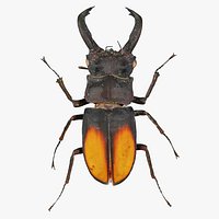 Lucanus Cervus Stag Beetle Remastered