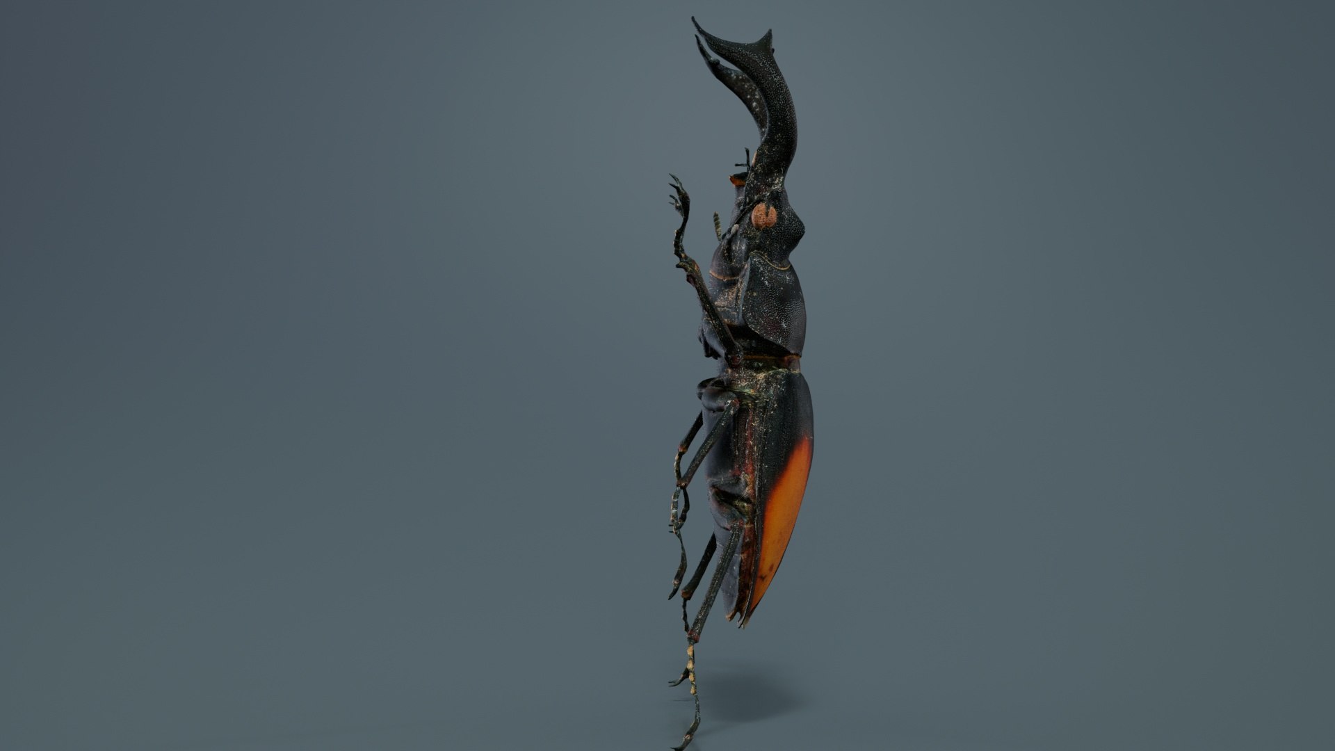 Lucanus Cervus Stag Beetle Remastered 3D Model - TurboSquid 2359759