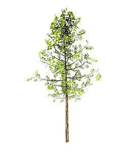 birch tree wind animation model