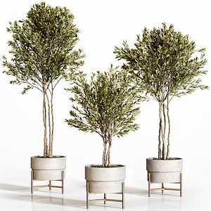 3D Olive trees 4