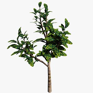 Ornamental Plant 001