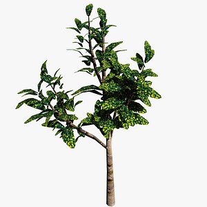 Ornamental Plant 001