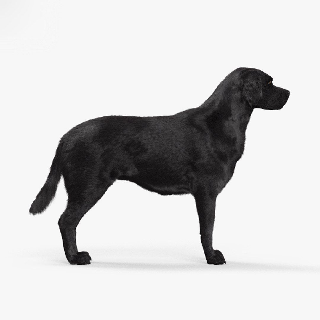 3D Labrador Retriever Model - TurboSquid 1395796
