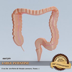 3d model large intestine