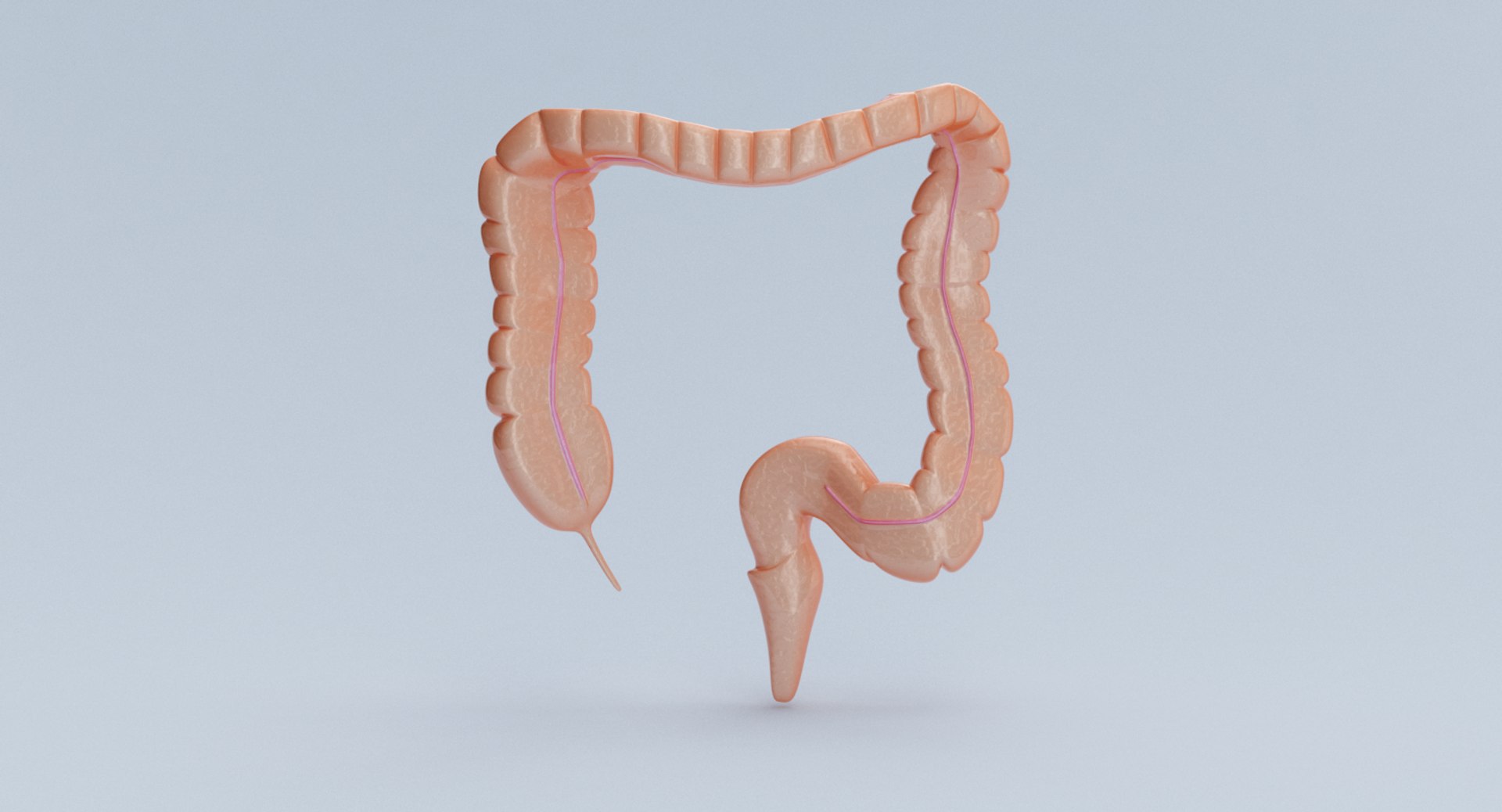 3d Model Large Intestine