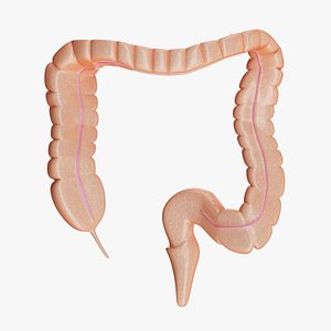 Large Intestine