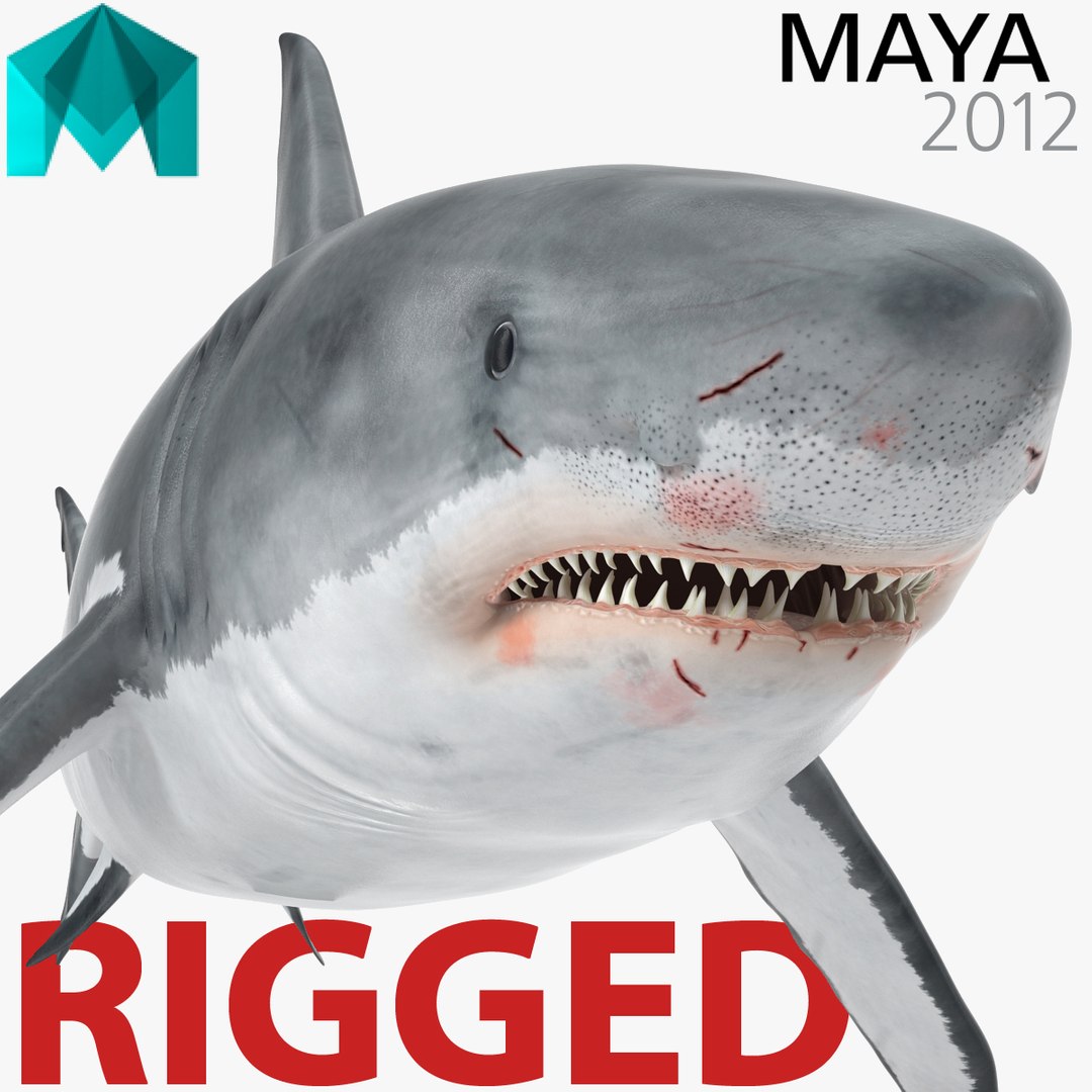 Great White Shark Rigged for Maya 3D model preview