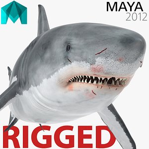 great white shark rigged ma