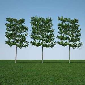 3d model common lime tree pack