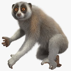 Nycticebus Coucang Fur model