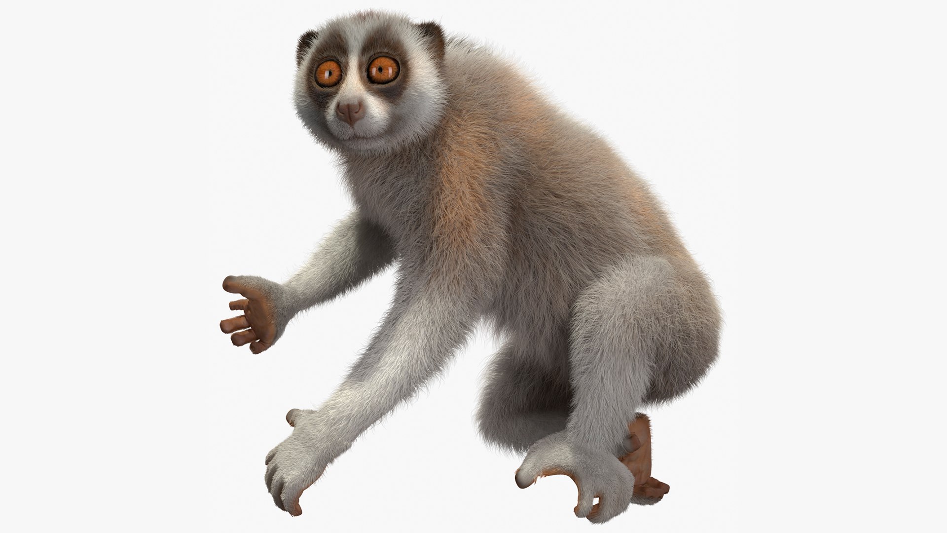 Nycticebus Coucang Fur 3D model preview