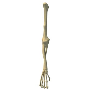 Animal Skeleton Arm