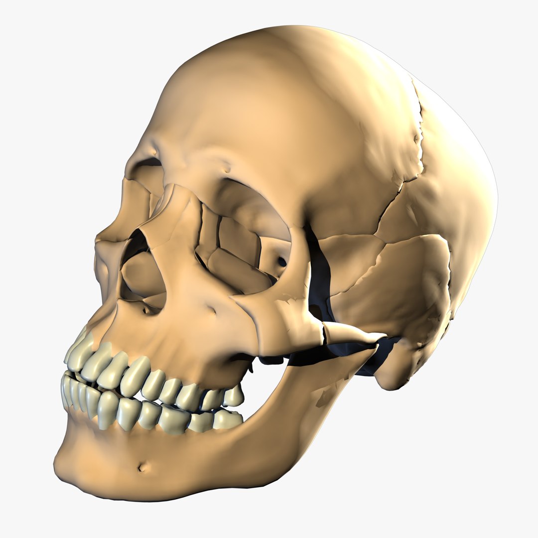 Anatomically Correct Skull Uberskull Ma