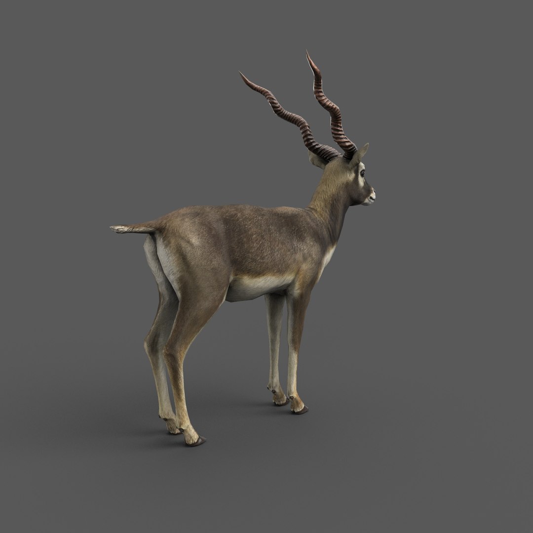 blackbuck antelope 3D model https://p.turbosquid.com/ts-thumb/Nu/fLNym3/4S/7/jpg/1721385759/1920x1080/fit_q87/2b23a03825d265d60150d83e44e0c79c2f794368/7.jpg