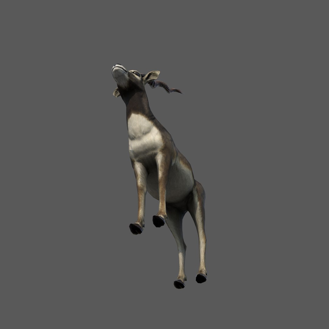 blackbuck antelope 3D model https://p.turbosquid.com/ts-thumb/Nu/fLNym3/AI/4/jpg/1721385323/1920x1080/fit_q87/77c9eb94a2ae9e1f89171f3f03d6af209d33921b/4.jpg