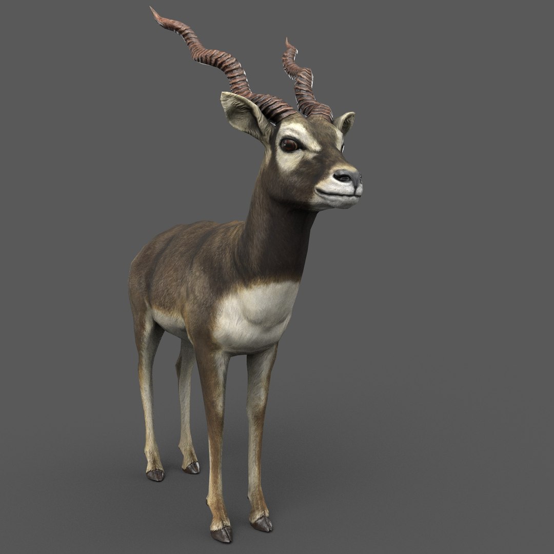 blackbuck antelope 3D model https://p.turbosquid.com/ts-thumb/Nu/fLNym3/BC/8/jpg/1721385797/1920x1080/fit_q87/bcb95eb49626bfde567aaa0eda7b10873a084013/8.jpg