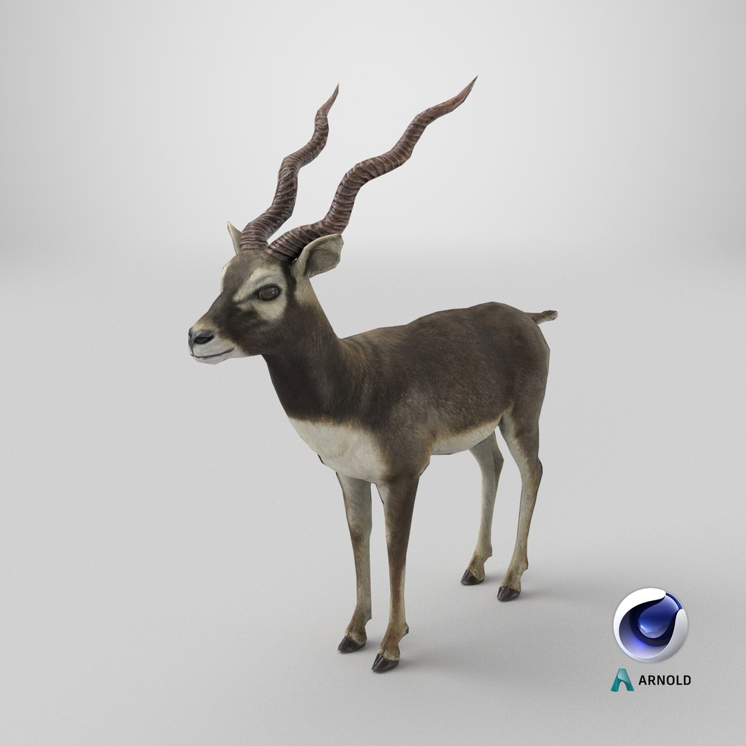 blackbuck antelope 3D model https://p.turbosquid.com/ts-thumb/Nu/fLNym3/Eq/stemcell_cinema_4d_arnold_render/png/1721752154/1920x1080/fit_q87/86cf9f952318da336ff5aab65c9da4876221e743/stemcell_cinema_4d_arnold_render.jpg