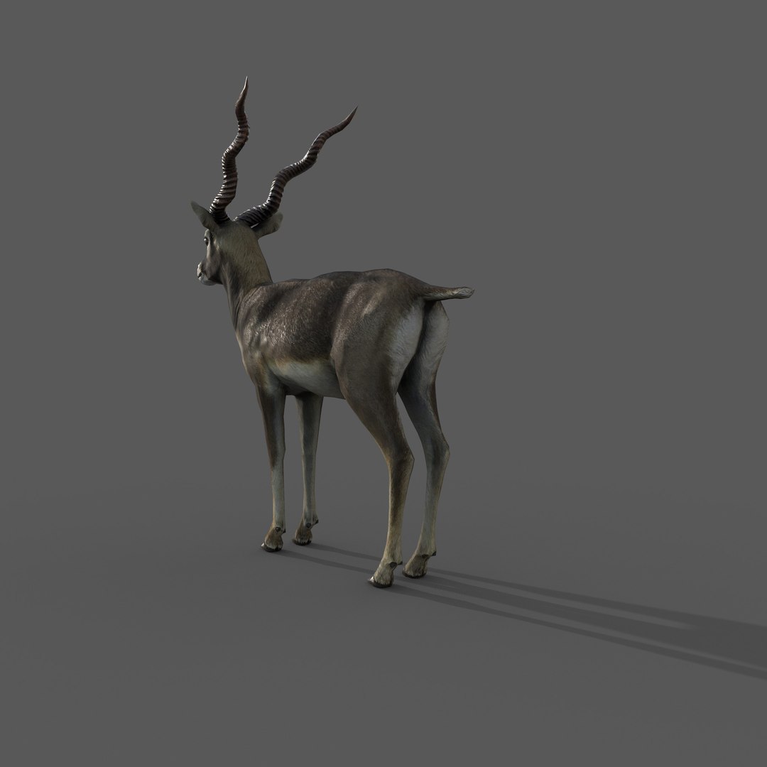 blackbuck antelope 3D model https://p.turbosquid.com/ts-thumb/Nu/fLNym3/Lv/5/jpg/1721385323/1920x1080/fit_q87/fbcc370deee75fa0d72979010b5f0da73e610c5a/5.jpg