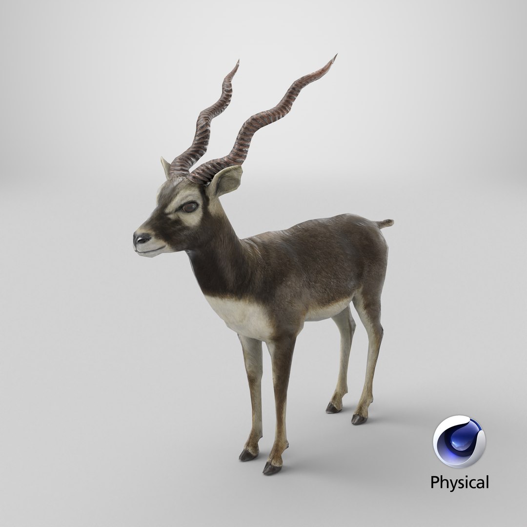 blackbuck antelope 3D model https://p.turbosquid.com/ts-thumb/Nu/fLNym3/P3/stemcell_cinema_4d_physical_render/png/1721752156/1920x1080/fit_q87/64b198f4c50a1d1eca78fafdb0fe23ff6250df27/stemcell_cinema_4d_physical_render.jpg