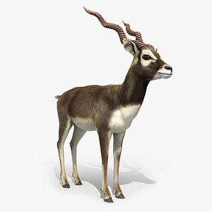 Blackbuck Antelope Low Poly
