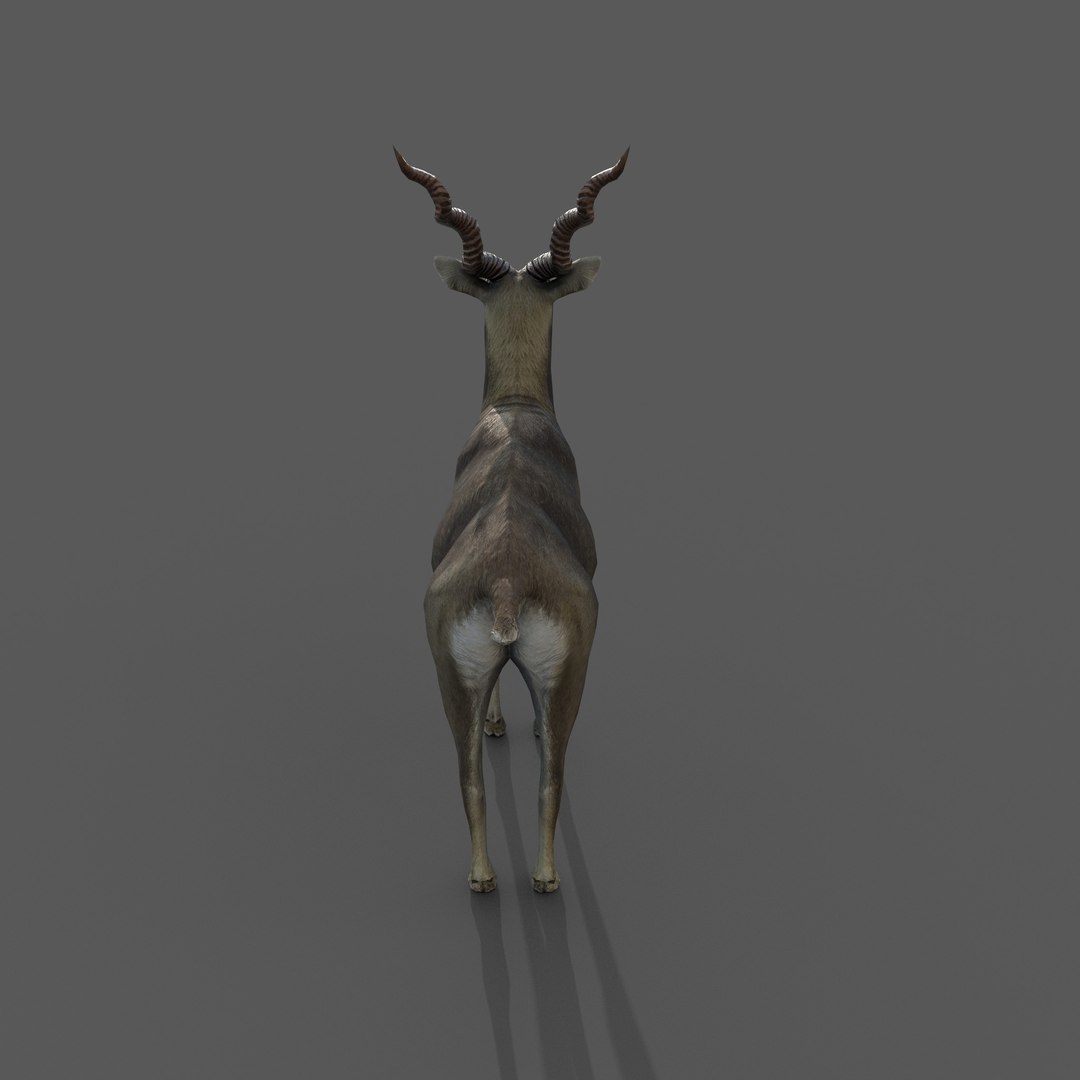 blackbuck antelope 3D model https://p.turbosquid.com/ts-thumb/Nu/fLNym3/pe/6/jpg/1721385322/1920x1080/fit_q87/e1810c27960e8b35421cc8b8e45ca5ddaf7fc372/6.jpg