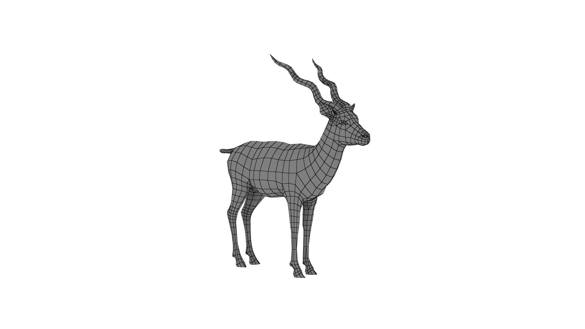 blackbuck antelope 3D model https://p.turbosquid.com/ts-thumb/Nu/fLNym3/rn/wire/jpg/1721385628/1920x1080/fit_q87/6e7b8171c165ae330458c8dd06e5dad7b500d3ce/wire.jpg