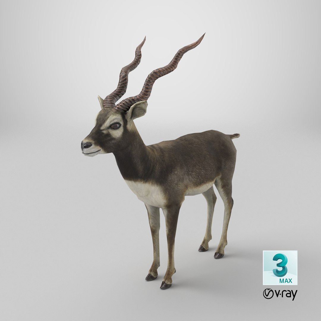 blackbuck antelope 3D model https://p.turbosquid.com/ts-thumb/Nu/fLNym3/u4/stemcell_max_vray_render/png/1721752158/1920x1080/fit_q87/a775e4abd2e86747bed295df3046908ab4257090/stemcell_max_vray_render.jpg
