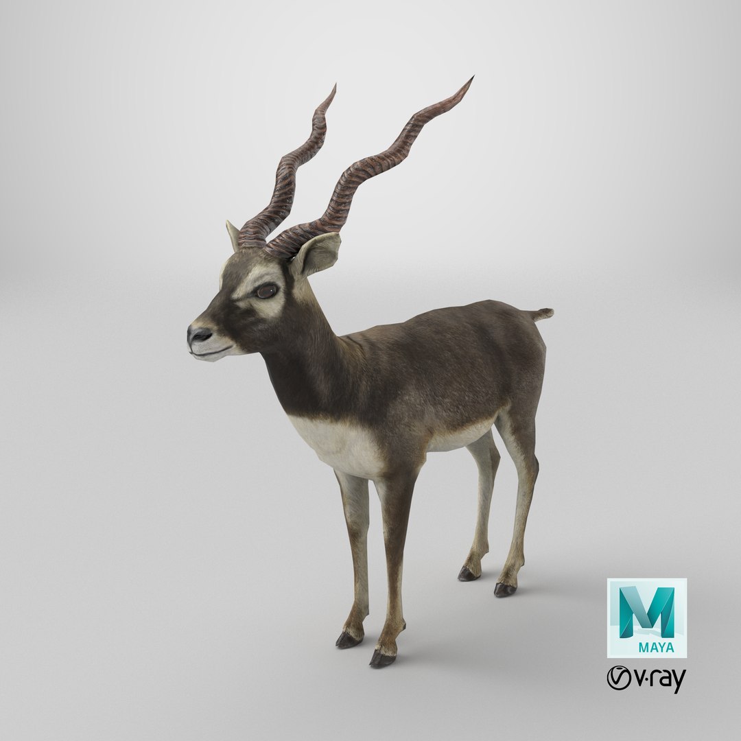 blackbuck antelope 3D model https://p.turbosquid.com/ts-thumb/Nu/fLNym3/wH/stemcell_maya_vray_render/png/1721752152/1920x1080/fit_q87/3836feae1397c56b95eae20bc432f3d217d96f08/stemcell_maya_vray_render.jpg