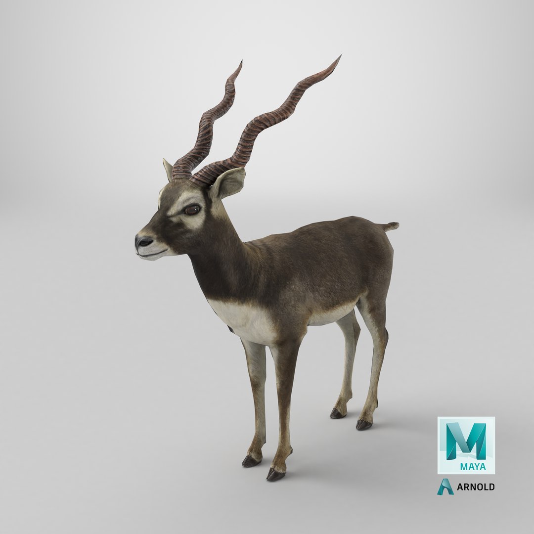 blackbuck antelope 3D model https://p.turbosquid.com/ts-thumb/Nu/fLNym3/x1/stemcell_maya_arnold_render/png/1721752150/1920x1080/fit_q87/7b5fec870258ac3c5321e16108a3b61385f136fc/stemcell_maya_arnold_render.jpg