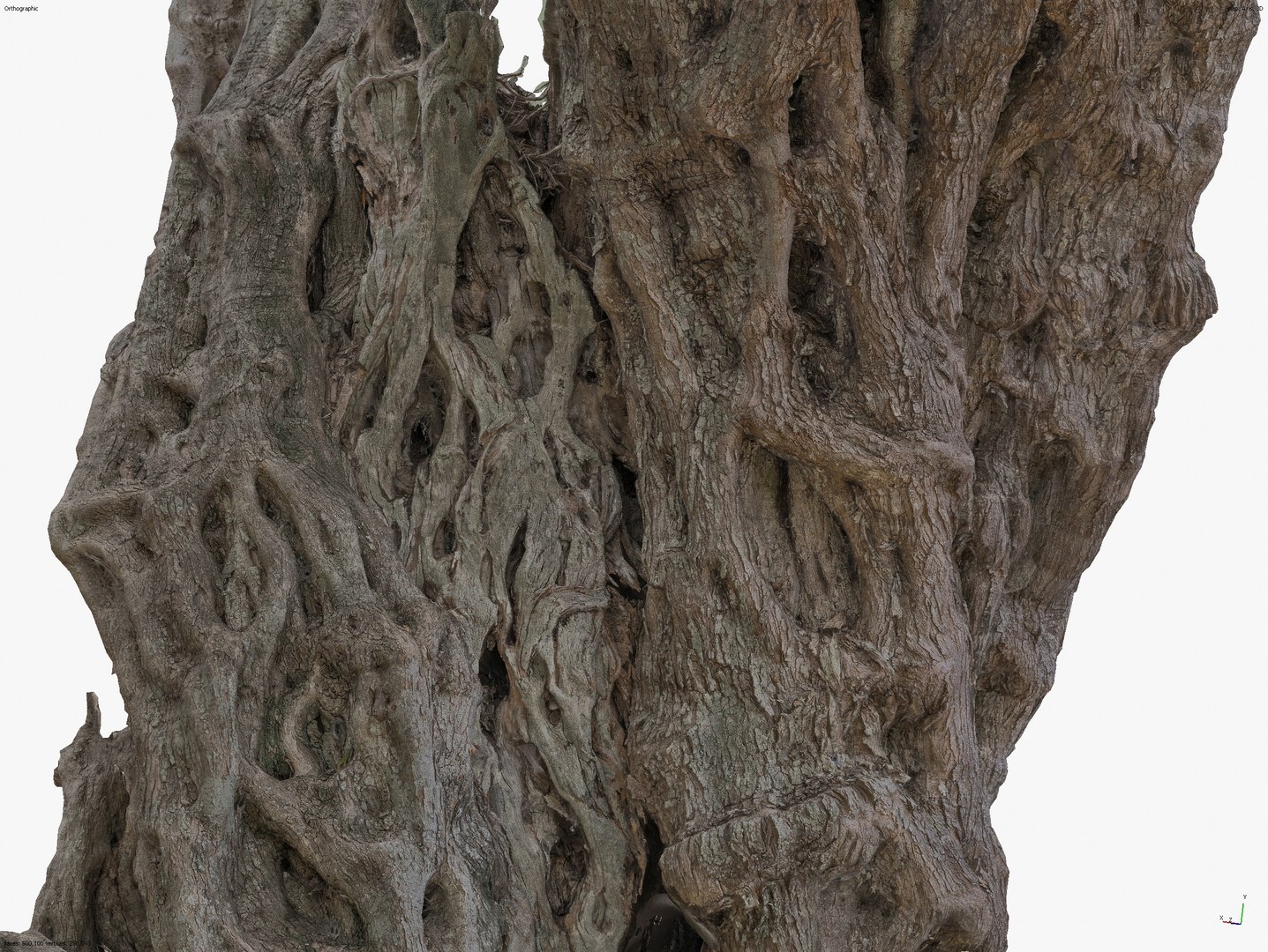 3D Real-time Game Version - Giant Ancient Cracked Olive Tree 1 model https://p.turbosquid.com/ts-thumb/Nu/heKakJ/ud/screenshot_44/jpg/1753290235/1920x1080/fit_q87/cc3a4705d1acf7692cd95c94d8dc662a7c160718/screenshot_44.jpg