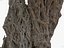 Real-time Game Version - Giant Ancient Cracked Olive Tree 1