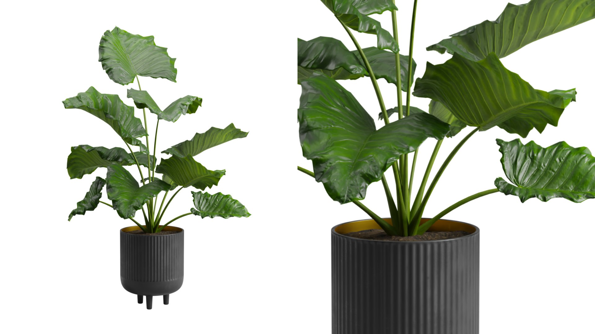 Potted Alocasia Macrorrhiza 3D https://p.turbosquid.com/ts-thumb/Nu/jS6w0D/B3/previewts01_0000/jpeg/1673661458/1920x1080/fit_q87/662b4c07532ada79fbc9fcdc6a69d064e8b8972c/previewts01_0000.jpg