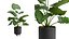 Potted Alocasia Macrorrhiza 3D