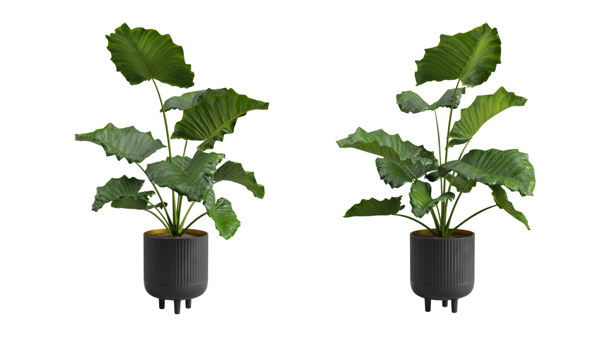 Potted Alocasia Macrorrhiza 3D https://p.turbosquid.com/ts-thumb/Nu/jS6w0D/eO/previewts04_0000/jpeg/1673661458/1920x1080/fit_q87/5fcc257f33e11aa130313fc46d3bd5e3e240b7ab/previewts04_0000.jpg
