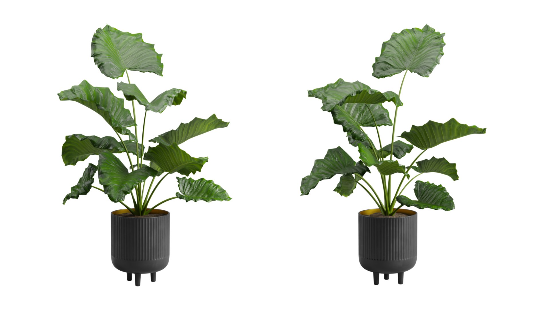 Potted Alocasia Macrorrhiza 3D https://p.turbosquid.com/ts-thumb/Nu/jS6w0D/p0/previewts06_0000/jpeg/1673661459/1920x1080/fit_q87/7c7cc99ce6ab969ac53e621351410fdaba567a04/previewts06_0000.jpg