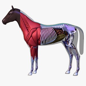 Horse Anatomy
