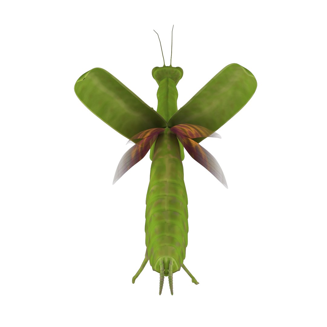 Mantis 3D Model - TurboSquid 1733401