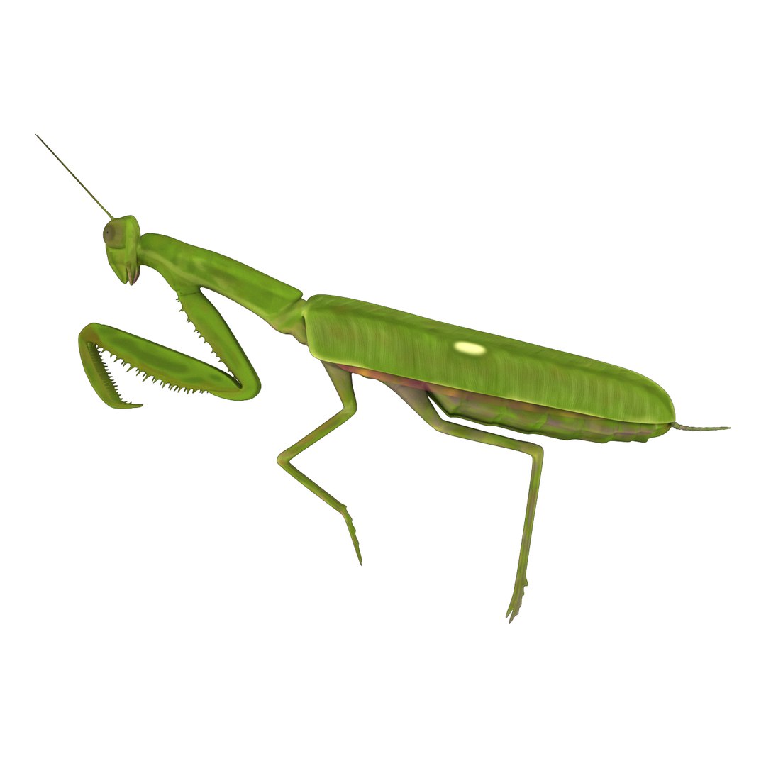 Mantis 3D Model - TurboSquid 1733401