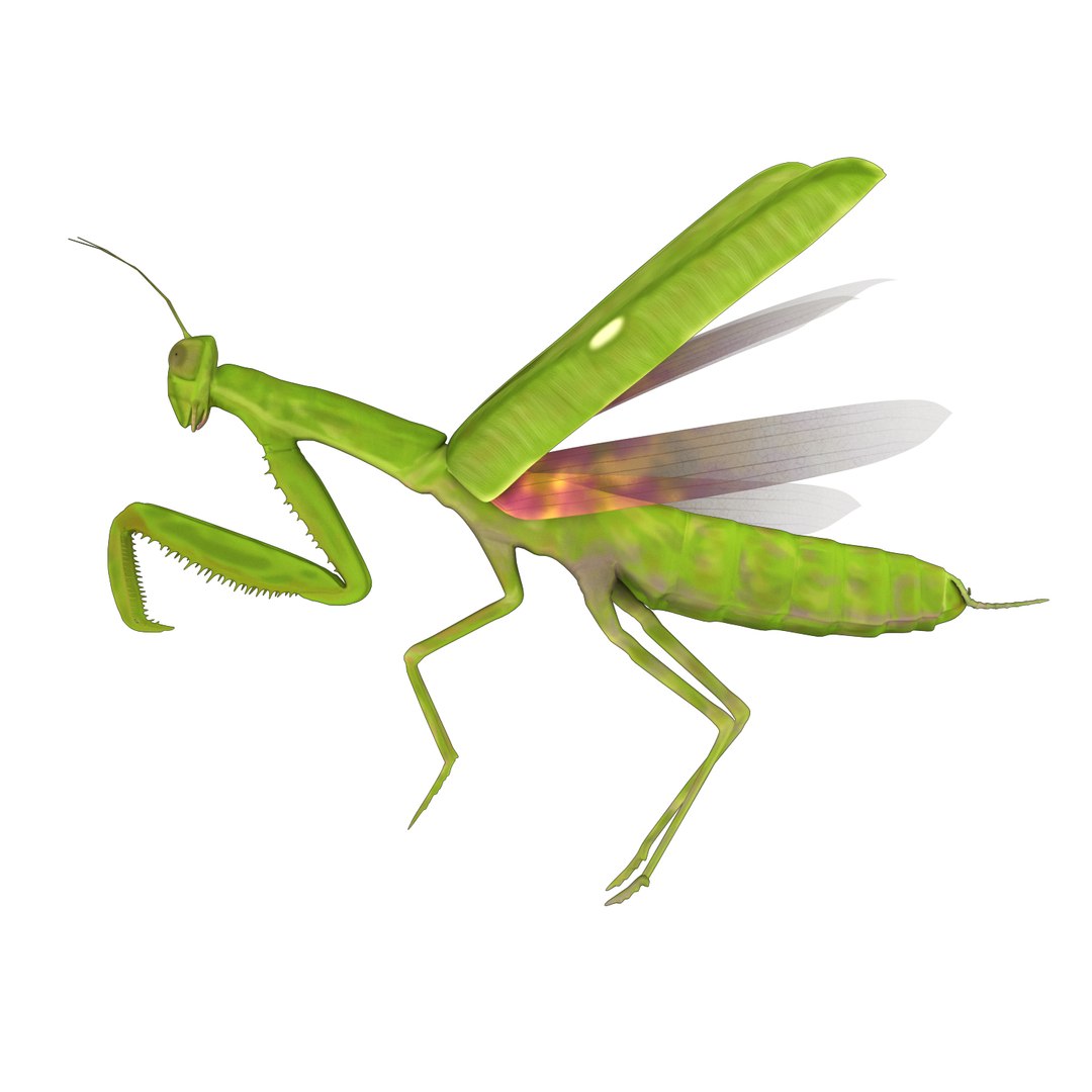 Mantis 3D Model - TurboSquid 1733401