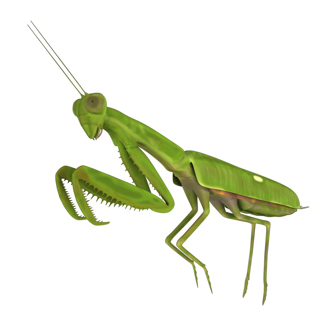 Mantis 3D Model - TurboSquid 1733401