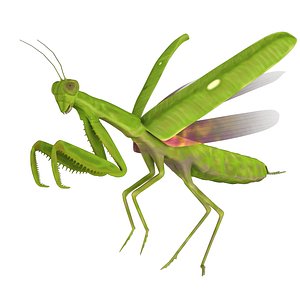 mantis 3D model